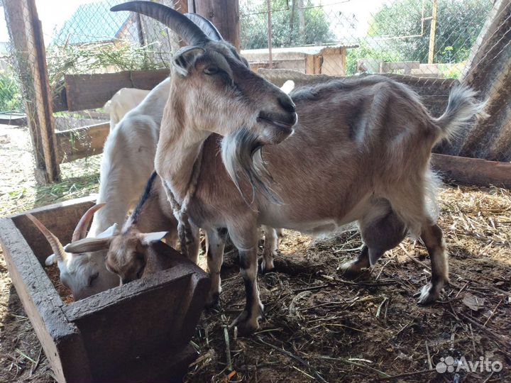 Высокоудойные козы