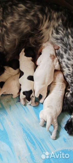 Русский спаниель