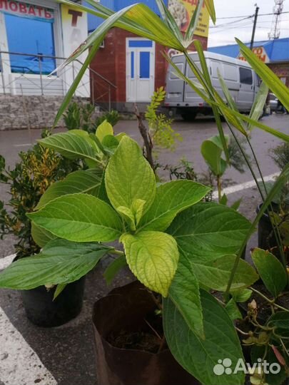 Гортензия, пальма банановая