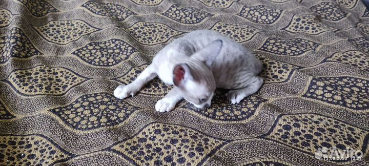 Котята 1.5 месяца
