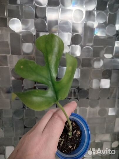 Монстеры манки, фридрихшталя, сильвер лиф, дубиа