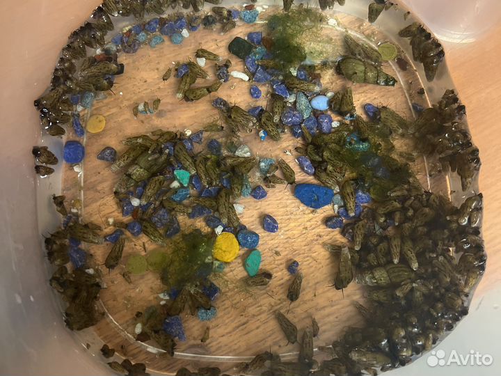 Улитки Мелании (чистильщик грунта)