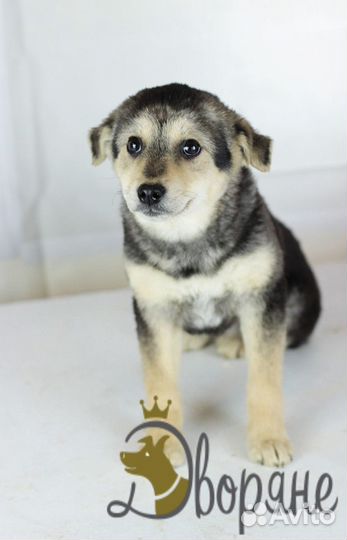 Отдаем Берту в добрые руки