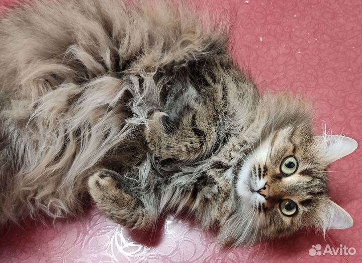 Ласковая Мия в хорошие руки, 3 года