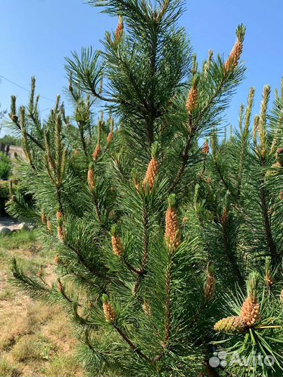 Сосна горная