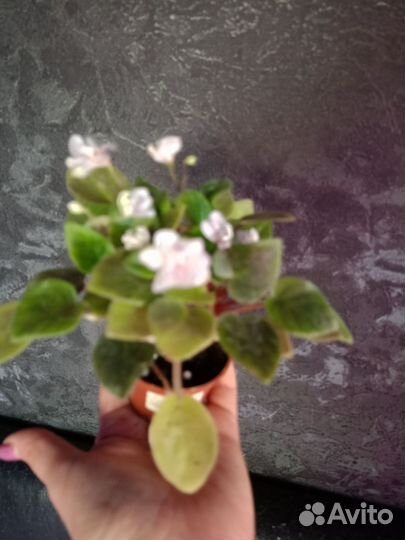 Мини фиалка 