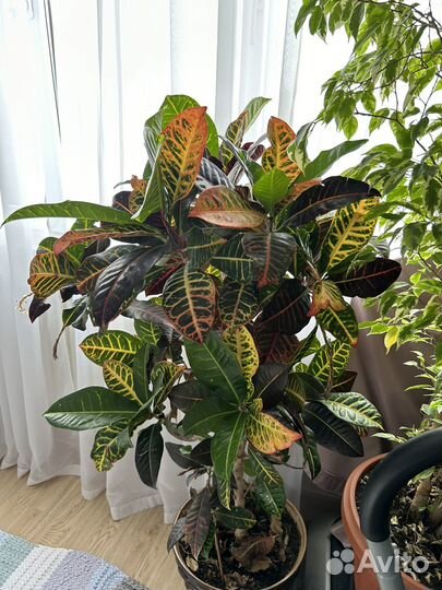 Комнатные растения цветы большие