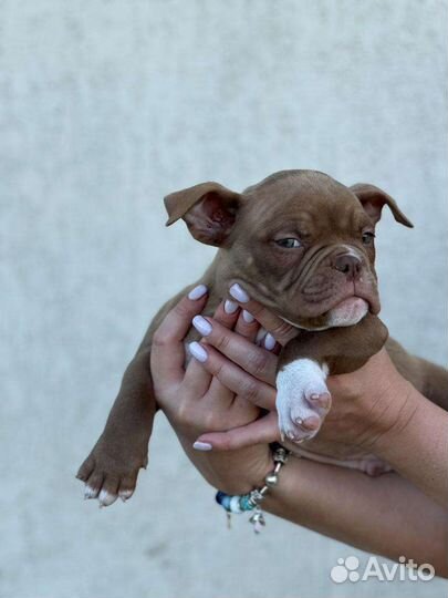 Американский булли экзот