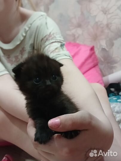 Шотландская вислоухая