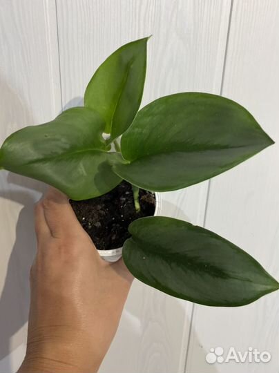 Сциндапсус мунлайт