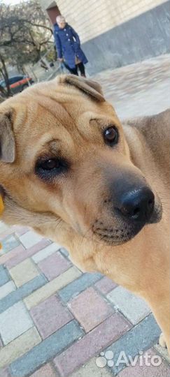 Собачуля Альма /метиска шарпейская