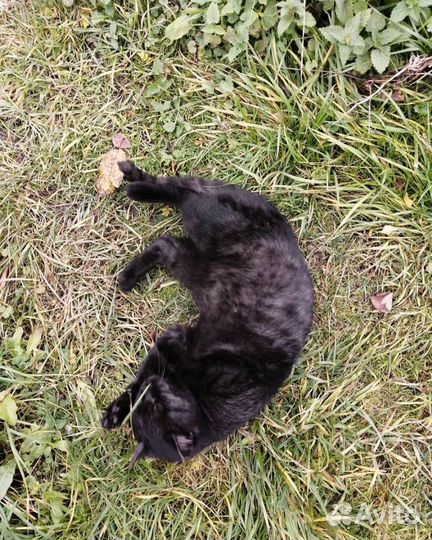 Котик в добрые руки