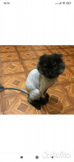 Стрижка кошек и собак