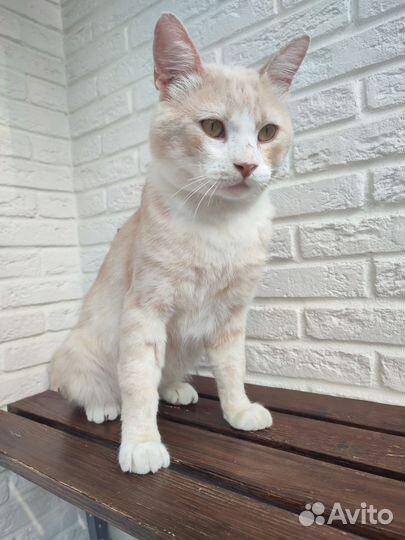 Брутальный кот ищет хозяина