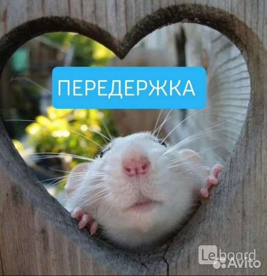 Передержка на время отпуска