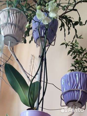 Орхидея фаленопсис обмен