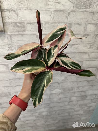 Строманта триколор