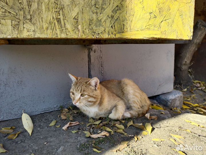 На пристрой