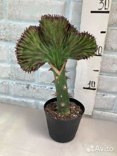 Эуфорбии редкие из питомника