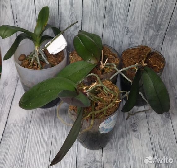 Орхидея фаленопсис