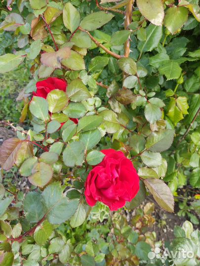 Многолетние цветы