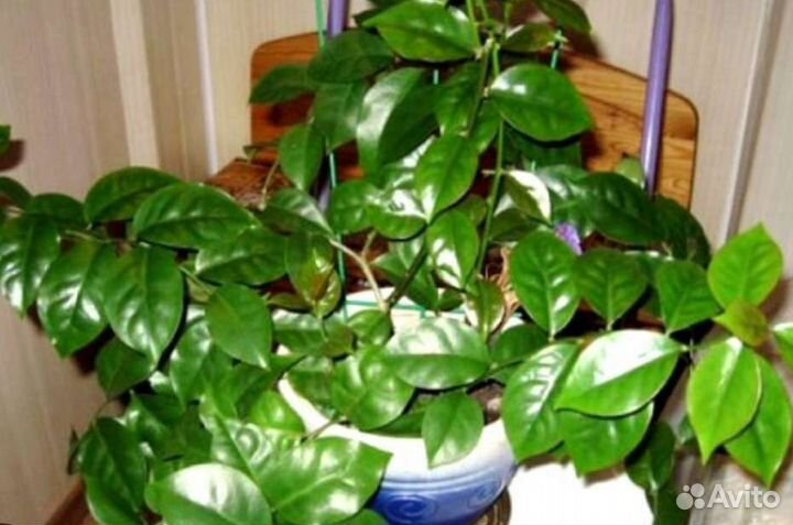 Цветы комнатные