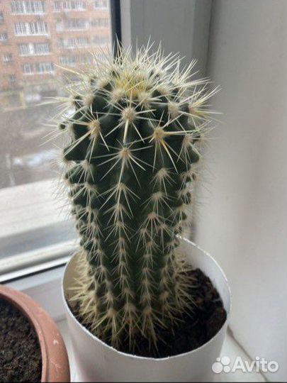 Кактус 20 лет