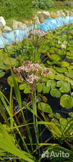 Прудовые растения