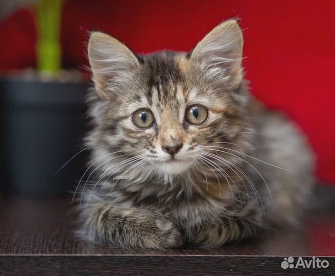 Тигровый котенок Тася в поисках семьи