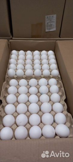 Яйцо куриное оптом и в розницу