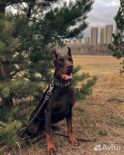 Доберман вязка