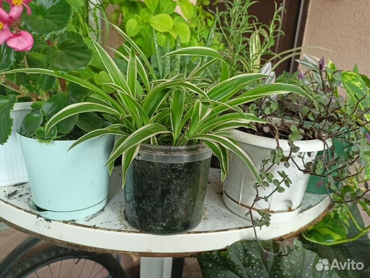 Хлорофитум