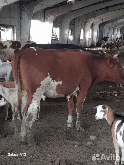 Коровы и телки стельные