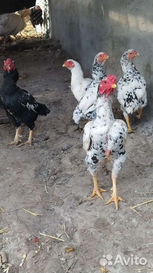 Бойцовые петухи Шамо