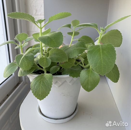 Пеперомия. Драцена. Аихризон. Гиппеаструм