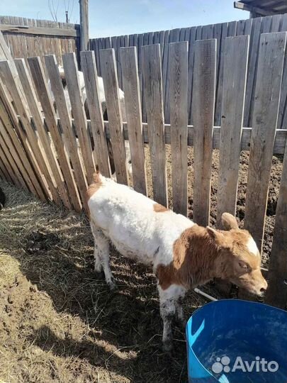 Корова дойная