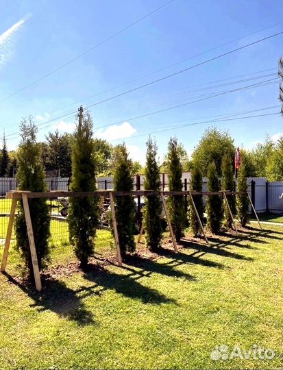 Туи из питомника