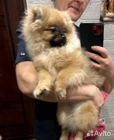 Померанский шпиц Моника