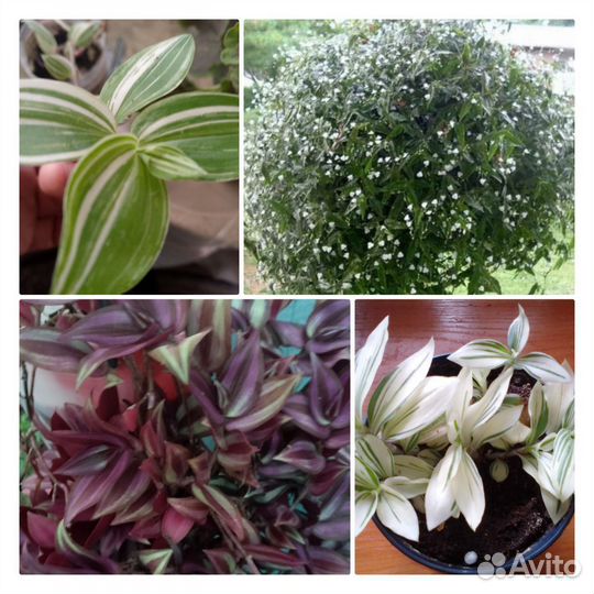 Комнатные цветы, Чунский, Братск, Тайшет