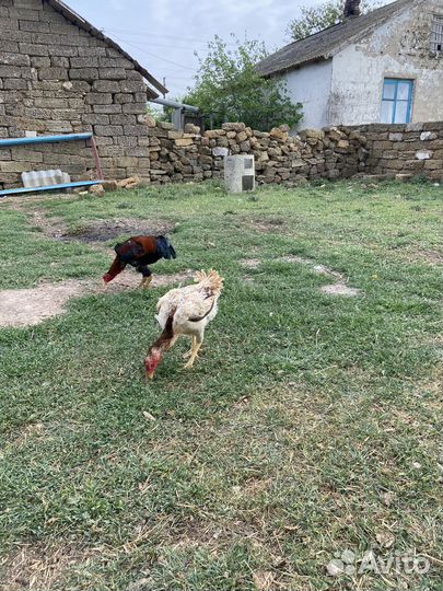 Бойцовая птица