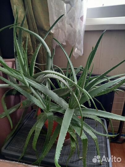 Комнатные цветы алоэ