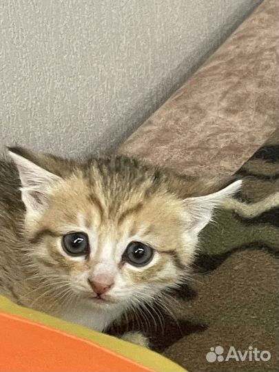 Котенок в добрые руки