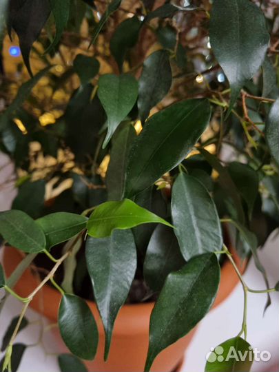 Фикус бенджамина