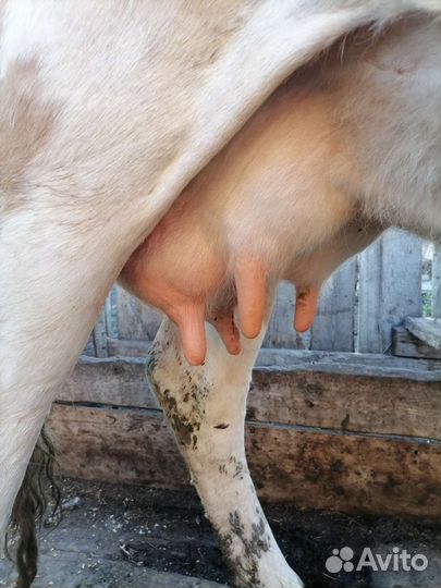 Корова дойная