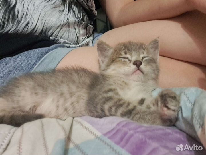 Кошка в дар бесплатно