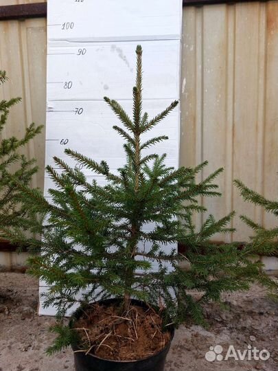 Саженцы ель, кедр, пихта