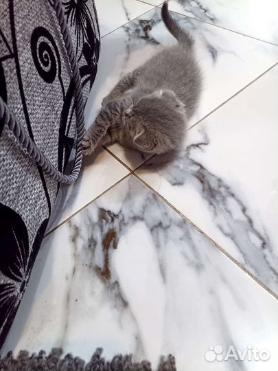 Кошки вислоухие