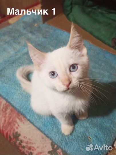 Котята в добрые руки