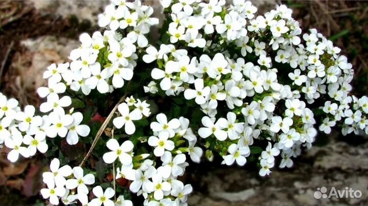 Арабис альпийский