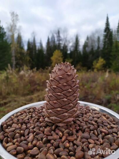 Кедровый орех